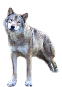 Wolf PNG-23214